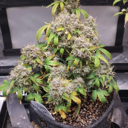 C. Banana Auto Week 12