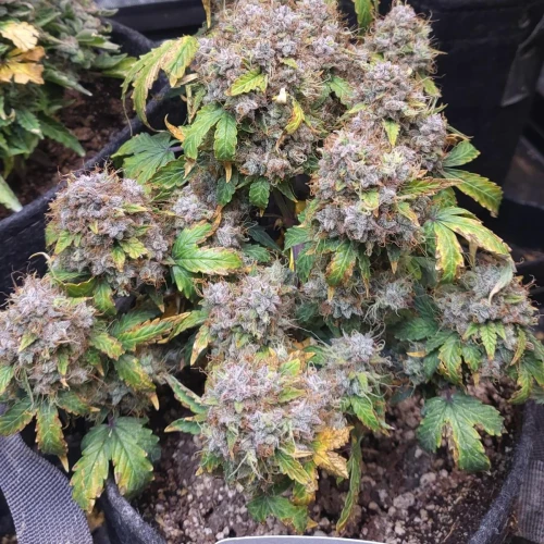 C. Banana Auto Week 13