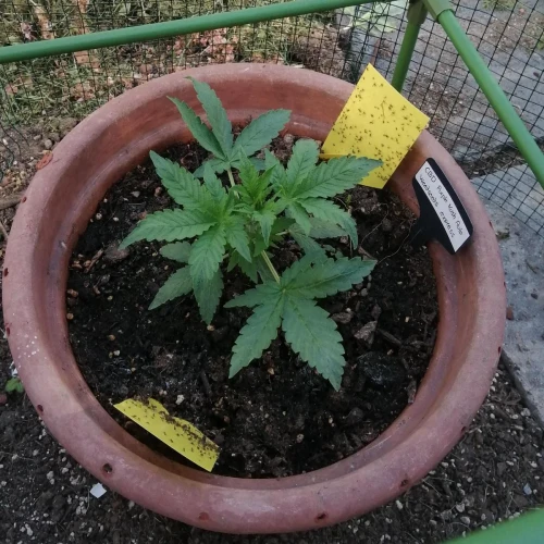 CBD Purple Kush Auto Week 2