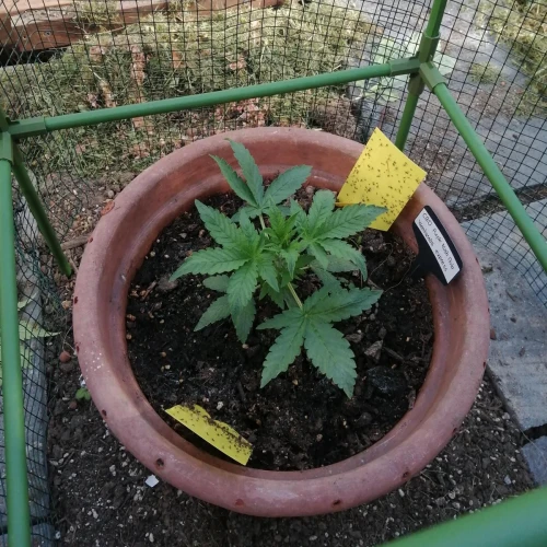 CBD Purple Kush Auto Week 3