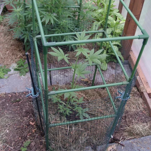 CBD Purple Kush Auto Week 4