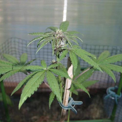 CBD Purple Kush Auto Week 5
