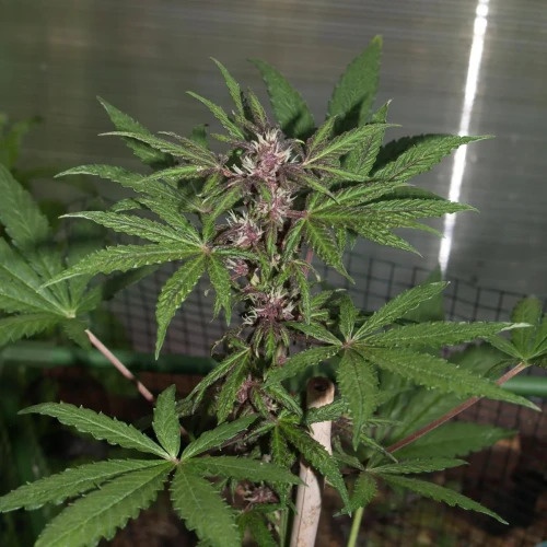 CBD Purple Kush Auto Week 6