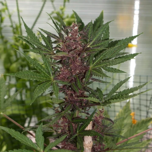 CBD Purple Kush Auto Week 8
