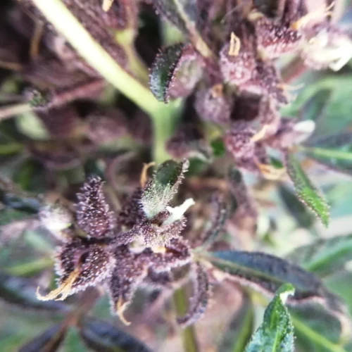 CBD Purple Kush Auto Week 9