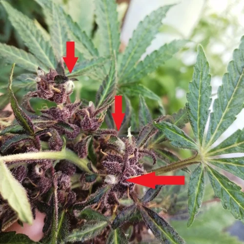 CBD Purple Kush Auto Week 9