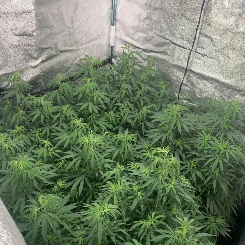 Charlotte’s Web kweekweek 16