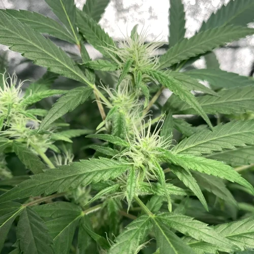 Charlotte’s Web kweekweek 19