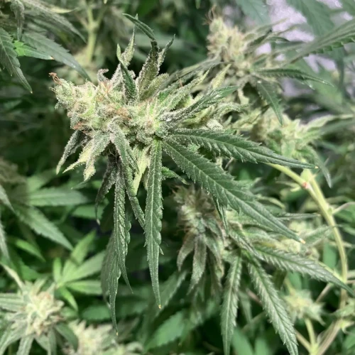 Charlotte’s Web kweekweek 23