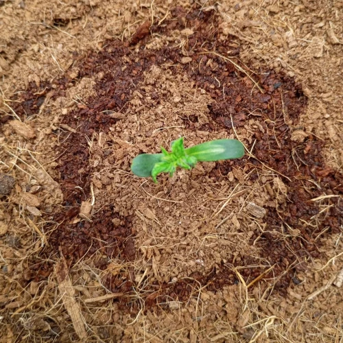 Cherry Pie Auto Week 1