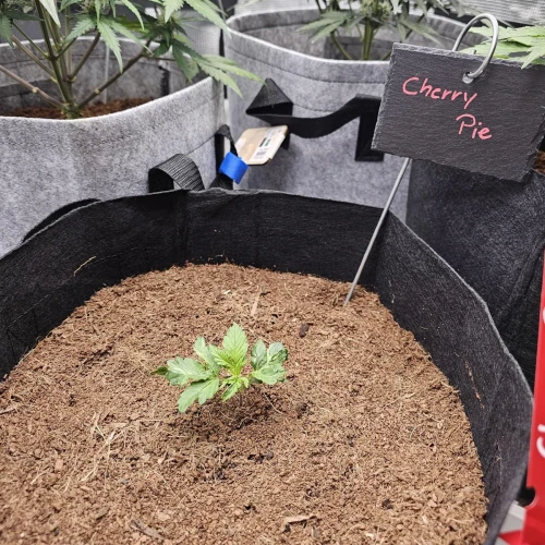 Cherry Pie Auto Week 2