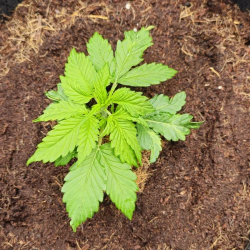 Cherry Pie Auto Week 3