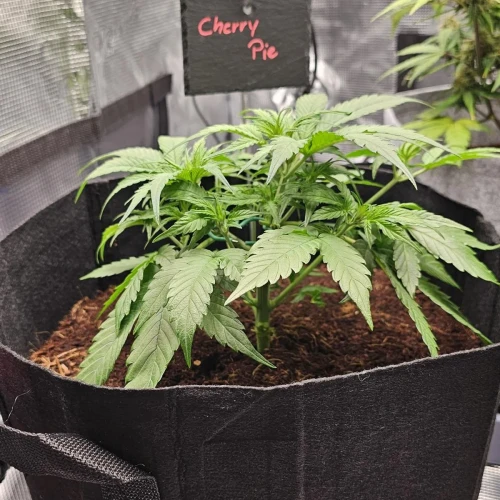 Cherry Pie Auto Week 5