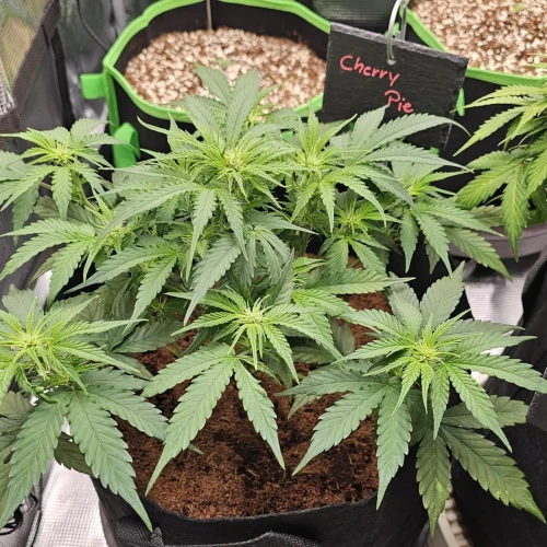 Cherry Pie Auto Week 6