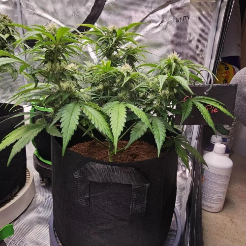 Cherry Pie Auto Week 8