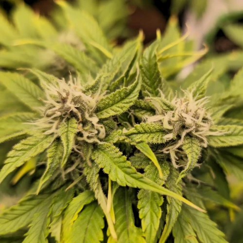 Cherry Pie Auto Week 9