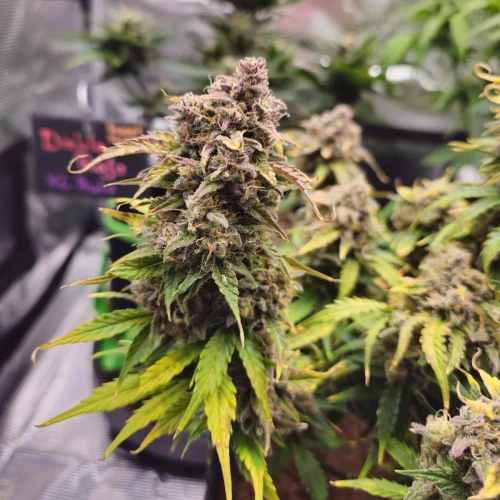 Cherry Pie Auto Week 12