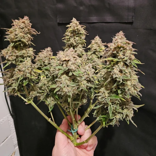 Cherry Pie Auto Week 13