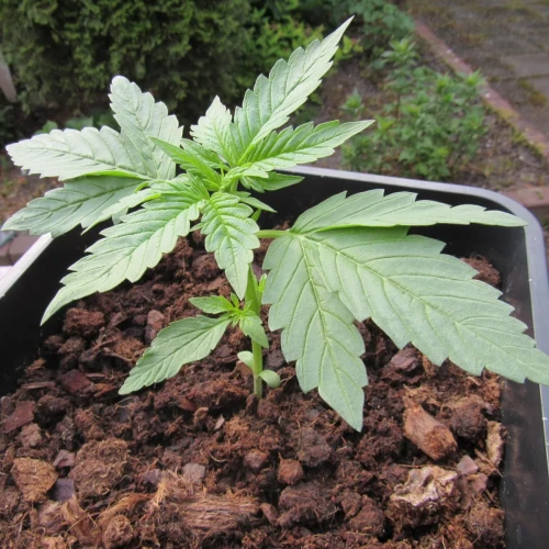 Critical Purple Auto Week 3