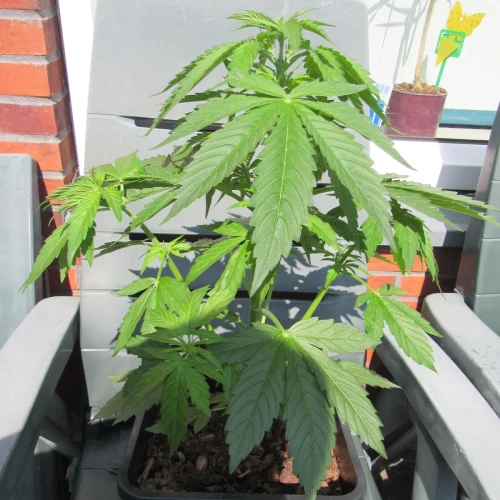 Critical Purple Auto Week 5