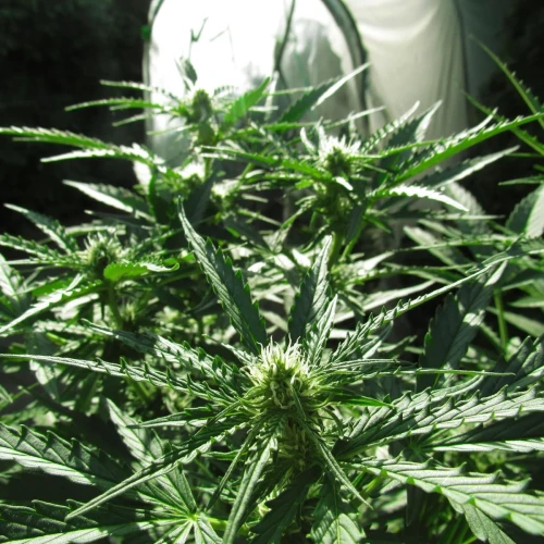 Critical Purple Auto Week 8