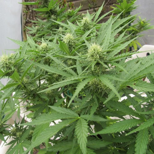 Critical Purple Auto Week 9