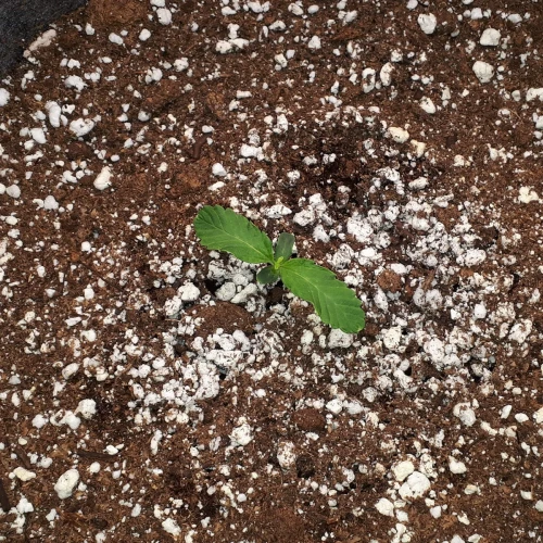 Do-si-Dos Auto Week 1