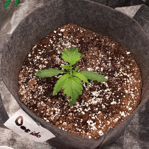 Do-si-Dos Auto Week 2