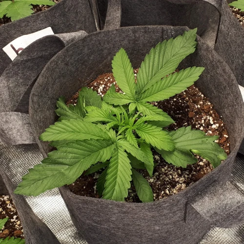 Do-si-Dos Auto Week 3