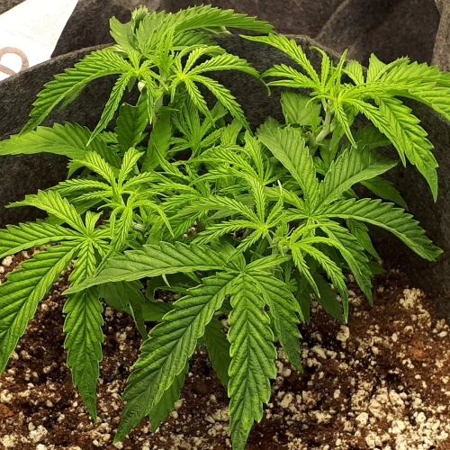 Do-si-Dos Auto Week 4