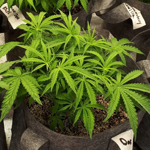 Do-si-Dos Auto Week 5