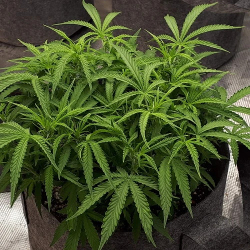 Do-si-Dos Auto Week 6