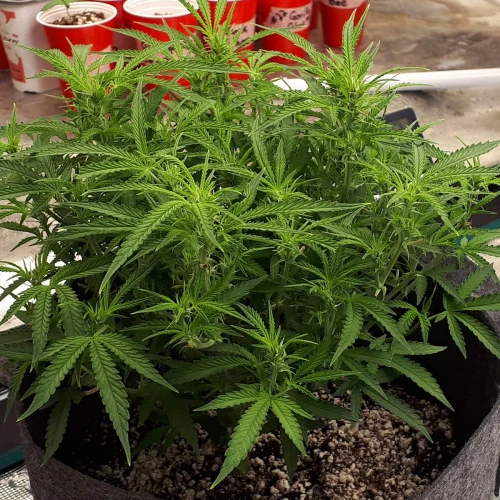 Do-si-Dos Auto Week 7