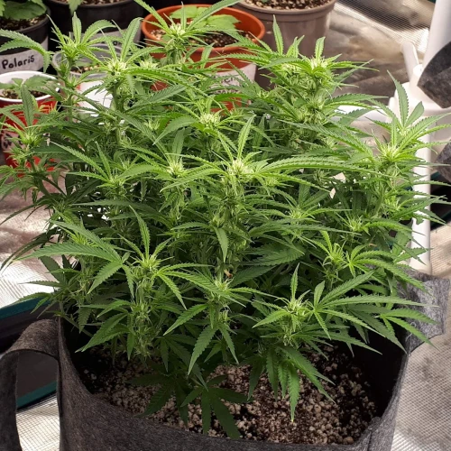 Do-si-Dos Auto Week 8