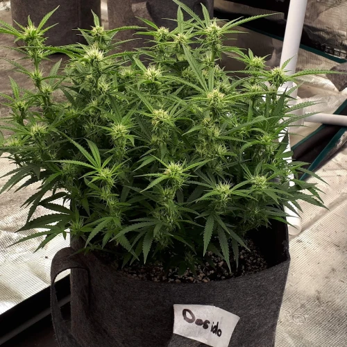 Do-si-Dos Auto Week 9