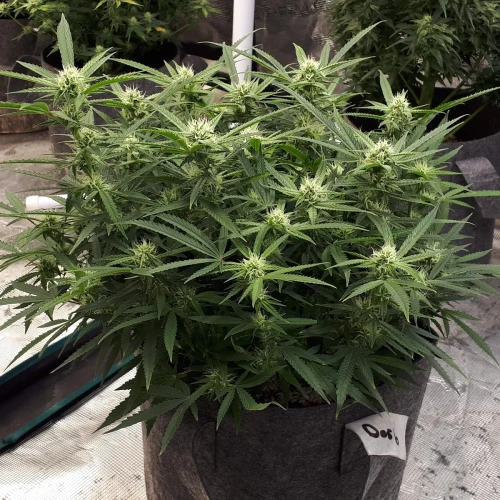 Do-si-Dos Auto Week 10