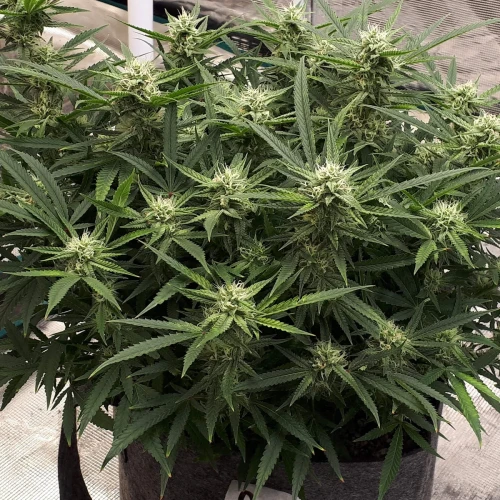 Do-si-Dos Auto Week 11