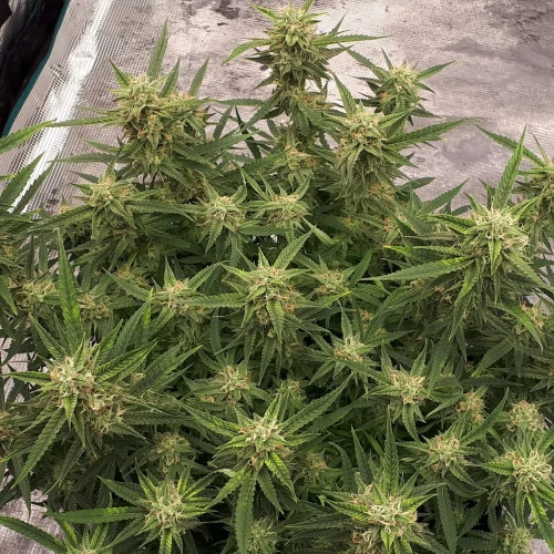 Do-si-Dos Auto Week 12