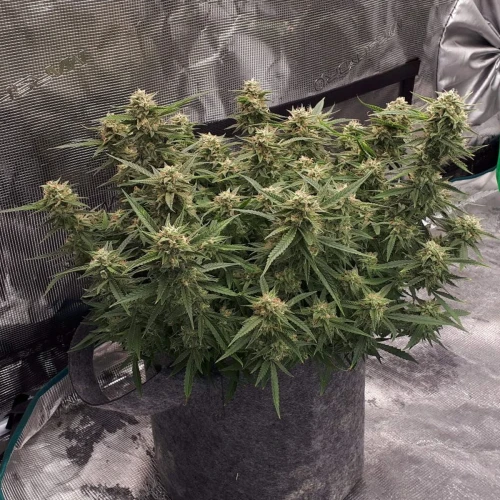 Do-si-Dos Auto Week 13