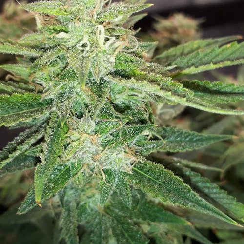 Do-si-Dos Auto Week 14