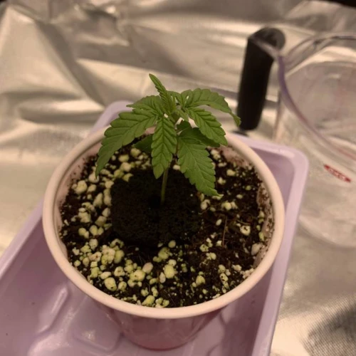 Durban Poison Grow Week 1