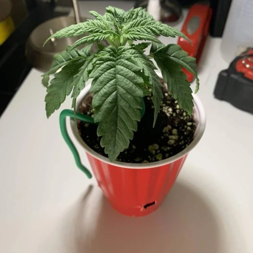 Durban Poison Grow Week 2