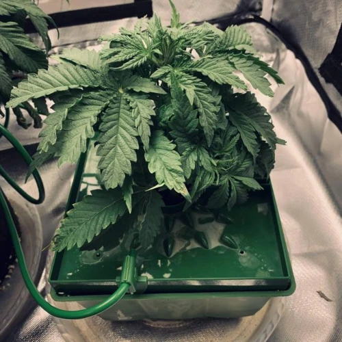 Durban Poison Grow Week 3