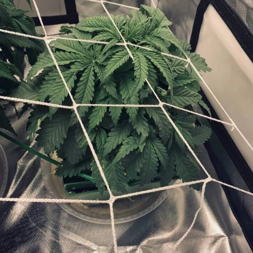 Durban Poison Grow Week 4