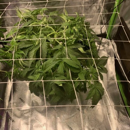 Durban Poison Grow Week 5