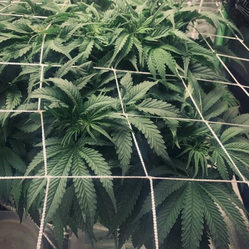 Durban Poison Grow Week 6