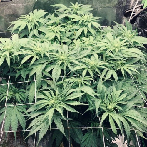 Durban Poison Grow Week 7