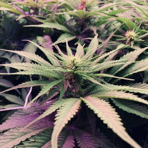 Durban Poison Grow Week 8