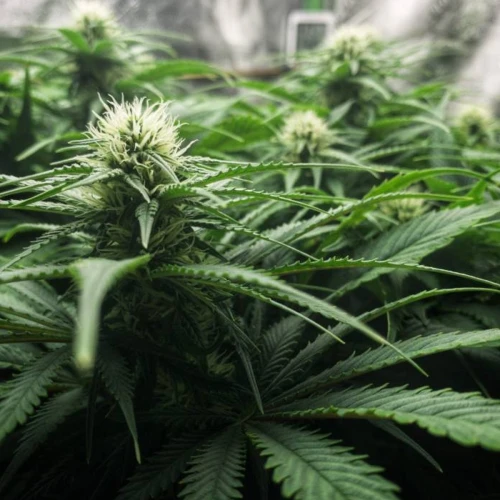 Durban Poison Grow Week 9