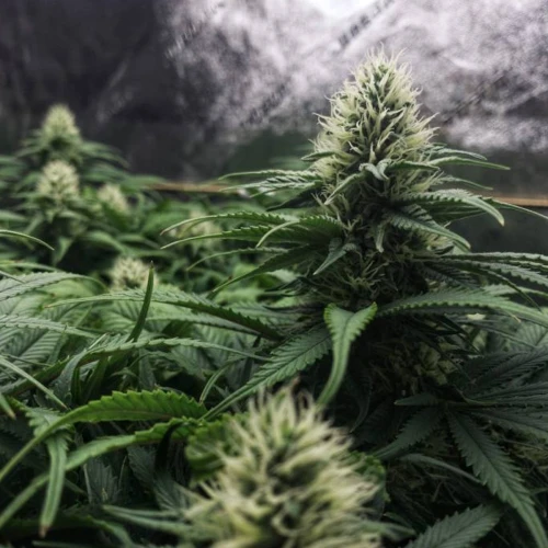 Durban Poison Grow Week 10